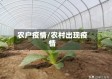 农户疫情/农村出现疫情