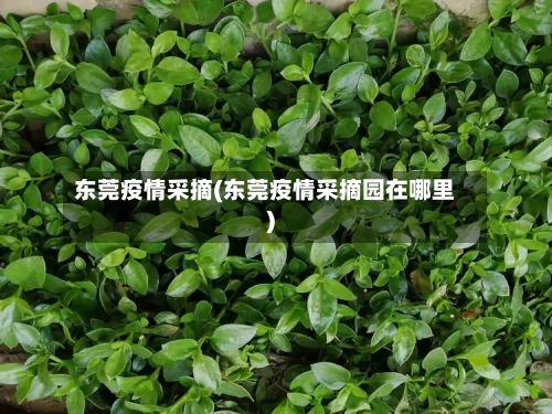 东莞疫情采摘(东莞疫情采摘园在哪里)-第1张图片