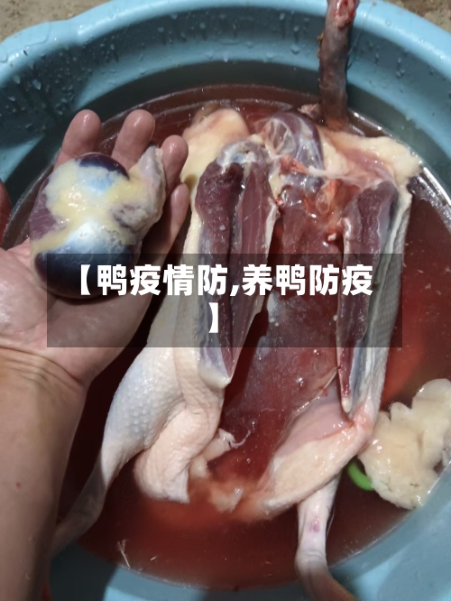【鸭疫情防,养鸭防疫】-第1张图片